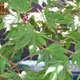 image de Acer palmatum x pseudosieboldianum