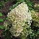 image de Hydrangea paniculata