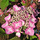 image de Hydrangea macrophylla