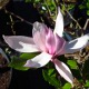 image de Magnolia