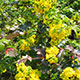 image de Mahonia aquifolium