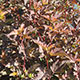 image de Physocarpus opulifolius