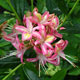 image de Rhododendron