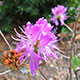 image de Rhododendron canadense