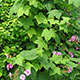 image de Rubus odoratus