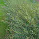 image de Salix purpurea