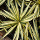 image de Yucca filamentosa