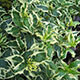 image de Diervilla sessilifolia
