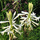 image de Agave amica (Polianthes tuberosa)