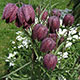 image de Fritillaria meleagris