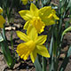 image de Narcissus spp.