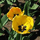 image de Tulipa hybride