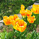 image de Tulipa