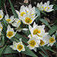 image de Tulipa polychroma