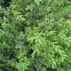 image de Juniperus communis