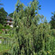 image de Juniperus scopulorum 