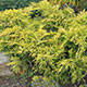 image de Juniperus chinensis 