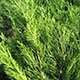 image de Juniperus chinensis