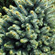 image de Picea pungens