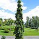 image de Picea glauca