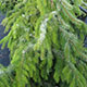 image de Picea omorika
