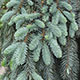 image de Picea pungens