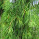 image de Pinus strobus