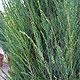 image de Juniperus scopulorum