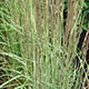 image de Calamagrostis x acutiflora