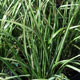 image de Calamagrostis x acutiflora