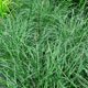 image de Carex flacca