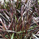 image de Pennisetum purpureum