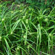 image de Carex grayi