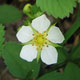 image de Fragaria vesca subsp. americana