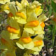 image de Linaria vulgaris