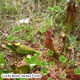 image de Sarracenia purpurea