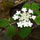 image de Viburnum lantanoides (Viburnum alnifolium)