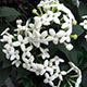 image de Bouvardia longiflora