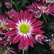 image de Chrysanthemum sp.