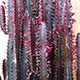 image de Euphorbia trigona rubra