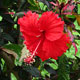 image de Hibiscus rosa-sinensis