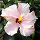 image de Hibiscus rosa-sinensis
