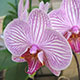 image de Phalaenopsis sp.