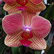 image de Phalaenopsis sp.