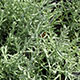 image de Helichrysum italicum