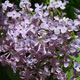 image de Syringa x hyacinthiflora