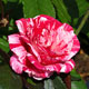 image de Rosa floribunda