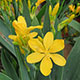 image de Iris domestica
