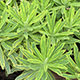 image de Euphorbia