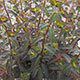image de Euphorbia dulcis